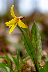 Fototapeta na wymiar Yellow Spring Wildflower