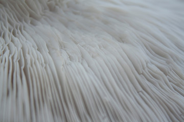 folds under the cap of oyster mushroom. 
surface texture of the bottom of the mushroom cap