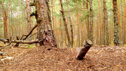 Forest by the sea, Conifers, green moss, small trees, green forest, green bedding
