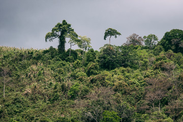Fototapeta na wymiar Exotic jungle trees on an island in Thailand