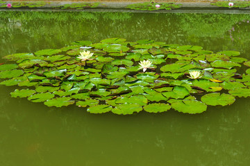 Obraz na płótnie Canvas pond summer scenery with beautiful water lilies