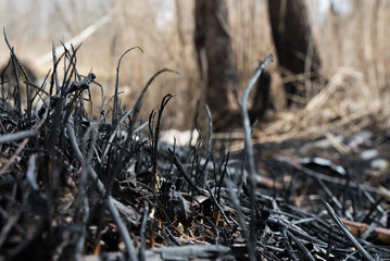  grass, background, burnt, concepts, damage, destruction, disaster, environmental, gray, smog, smoke, damaged, air, ash, reed, copy, danger, hot, equipment, texture, agriculture, close-up, dry grass, 