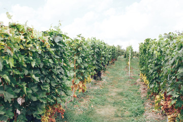 Fototapeta na wymiar vineyard and grapes