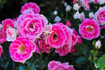 Fototapeta premium Dark pink roses bloom in a botanical garden
