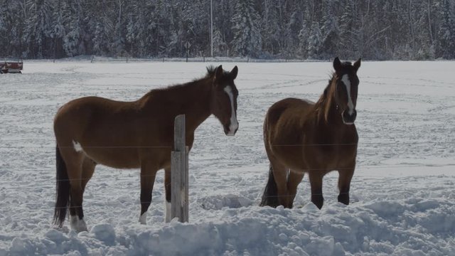 Two horses in a frozen field on a beautiful winter day.
