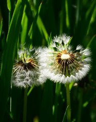 dandelion on green background