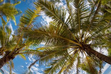Fototapeta na wymiar View of palm tree and sky on Thailand beach