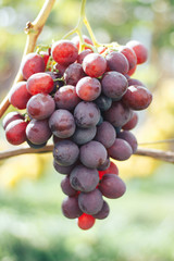 vineyard and grapes