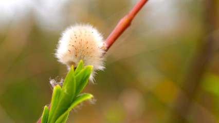 Catkins. Trees young leaves spring, young trees, green forest, trees in the forest by the sea. Blooming conifers in the spring.
