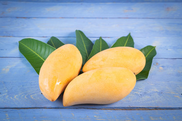 Mango with green leaves. The premium quality Mango (Nam Dok Mai) from thailand