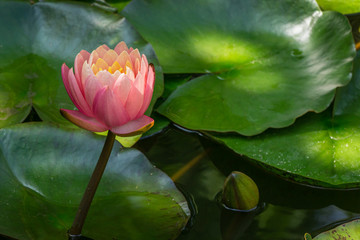 Magic big bright pink water lily or lotus flower Perry's Orange Sunset in pond. Beautiful Nymphaea...
