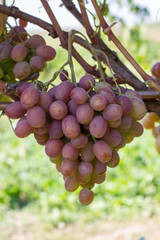 vineyard and grapes