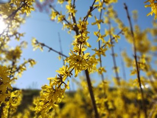 Spring tree flowering - Forsythia flower. Slovakia	
