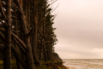 Pines grow at the edge of the dune