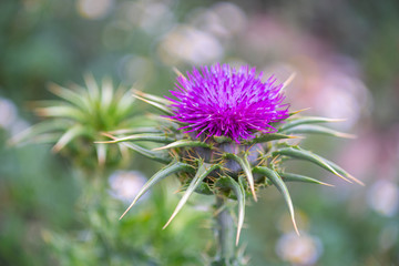 Flower photo Spring in garden in sunny colorful day