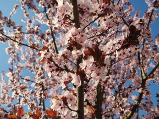 Spring tree flowering. Pink flowers on blooming tree. Slovakia	