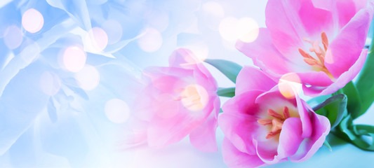 Delicate spring, floral background with tulips and bokeh.