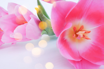 Delicate spring, floral background with tulips and bokeh.