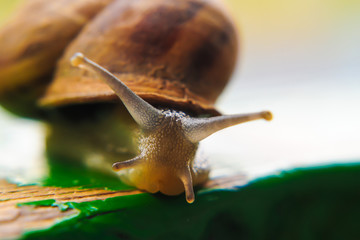 Big garden snail on a old board background