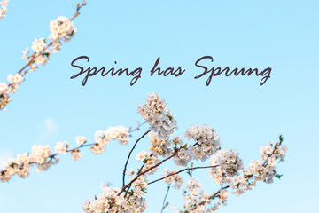 Spring has sprung text sign, trendy stylish greeting card with cherry blossom. Horizontal banner...