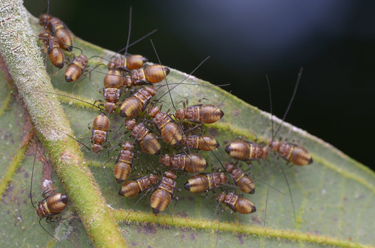 macro image of a group of barklice nymphs