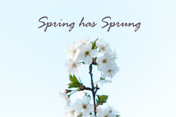 Obraz na płótnie Canvas Spring has sprung text sign, trendy stylish greeting card with cherry blossom. Horizontal banner with sakura flowers of white color on blurred sunny backdrop with bokeh lights.Branch of blooming tree.