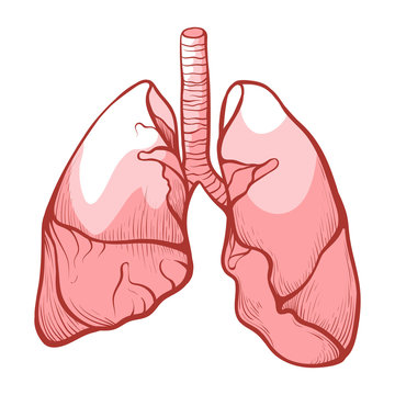 Human lungs, medical health anatomy and healthcare