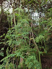 Moringa