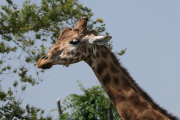 portrait of a giraffe
