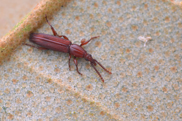 macro image of a beautiful Straight-snouted Weevil