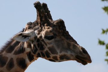giraffe eating grass