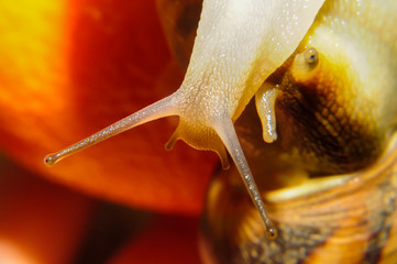 Big garden snail on a orange background