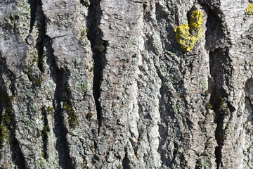 poplar bark. texture of old poplar bark