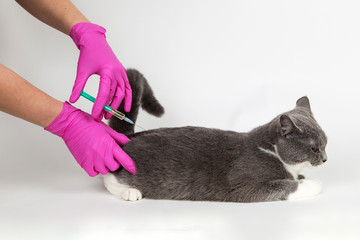Cat at the reception of the vetinar, vaccinate, hands in medical gloves hold syringe with medication. The concept of pet treatment, vaccination.