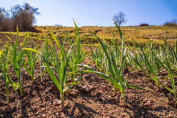 young garlic grows in the garden. Green sprouts of young garlic sprout. garlic plantation is organically grown.