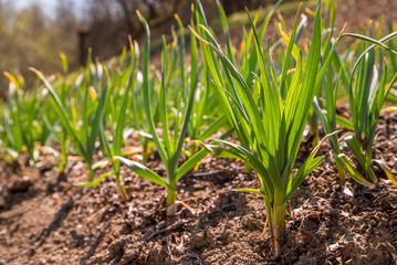 young garlic grows in the garden. Green sprouts of young garlic sprout. garlic plantation is organically grown.