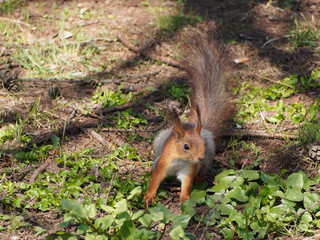 Naklejka na ściany i meble The squirrel is preparing for the jump. Squirrel on the green grass.