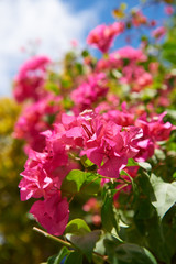 Bougainvillea in full bloom