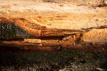 Raue Holzoberfläche