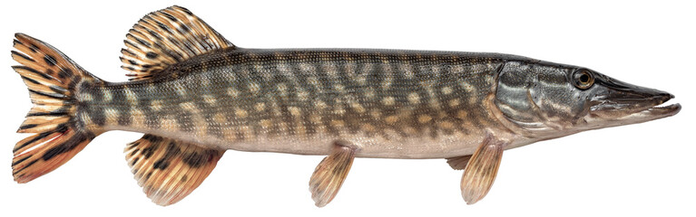 Freshwater fish isolated on white background closeup. The northern pike, also known as simply pike or  luce, or jackfish  is a  fish in the family Esocidae, type species: Esox lucius - obrazy, fototapety, plakaty