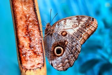 Closeup beautiful butterfly in a summer garden