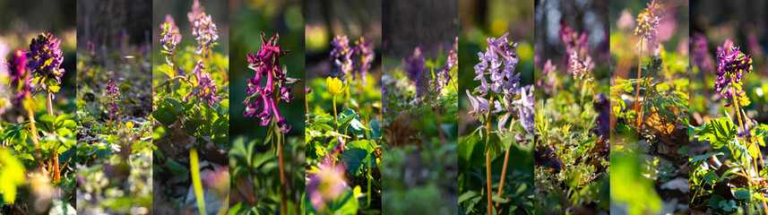 Spring collage of the flowers in Corydalis. Spring flower natural background. Eco-friendly design of forest primroses. rare spring flowers, specially protected.