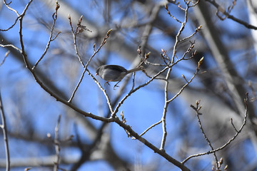 Dark-eyed Junco catched in mid-air, jumping from one branch to another, with blue sky