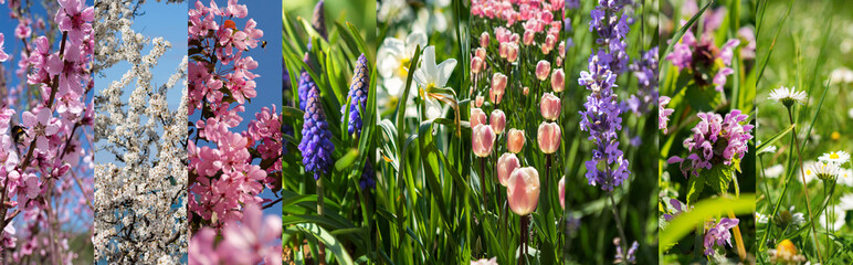 Spring collage of different colors. Spring flower natural background. Eco-friendly design of primroses. Beautiful flowering trees in the garden. Horizontal long floral design.