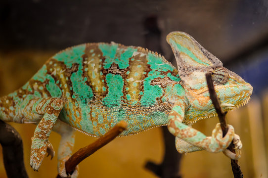 Chameleon sitting on a twig in a terrarium