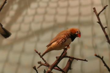robin on branch