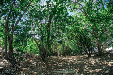Green trees and plants in the jungle on the island of Thailand