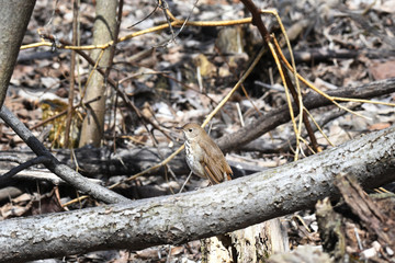 Hermit Thrush perched on a branch