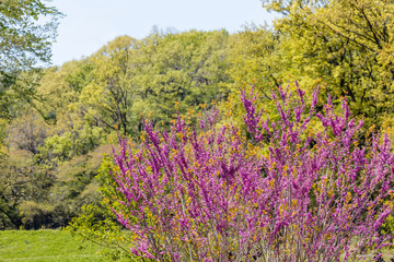 Fototapeta na wymiar 山間に咲く紫色の綺麗な花