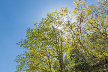 瑞々しい新緑の木